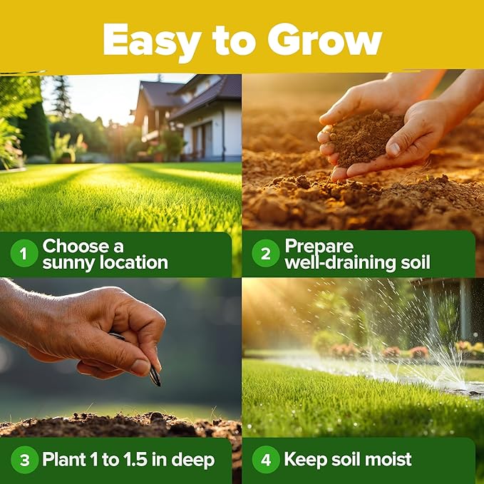 HOME GROWN Sunflower Seeds for Planting | 8 Varieties |1000+ Non-GMO Sun Flower Seeds Packets to Plant: Grow Dwarf Sunflowers, Mexican Sunflowers, Wild, Lemon Queen,Autumn Beauty,Sunspot, Velvet Queen