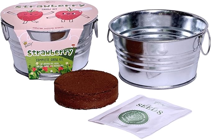 BUZZY Seeds Mini Basin Gardening Kit with Strawberry Seeds for Planting, Flowering Fruit Starter Set, Indoor Plants, DIY Plant Project, Party Favor