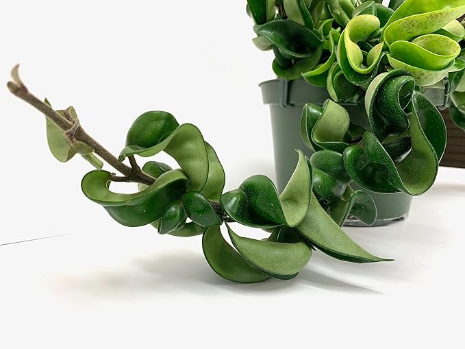 6" Hoya Compacta aka Hoya Hindu Rope in Hanging Pot Live Hoya Plant Air-Purifying Plant(Hoya Compacta, 6" Hanging Pot with Multiple Plants, Very Short Right Now)