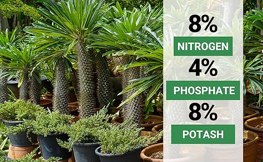 Gardenwise 8-4-8 Professional Palm Tree Fertilizer Plant Food; for Indoor Potted Plants and Outdoor Landscape Palm Trees; Quick-Release Nitrogen Fertilizer and Continuous Feeding (4 QUARTS)