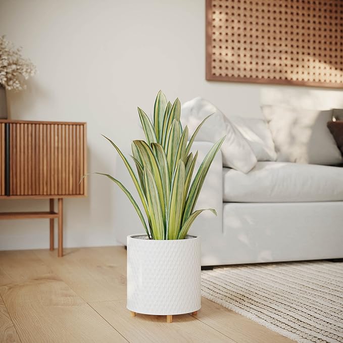 EverNest Claire Modern Indoor Plant Pot with Wooden Stand, White Pattern, 8 Inch, SelectBase, Neutral Mid-Century Modern Style, Metal Home Decor Planter (Small, 1 Gallon)