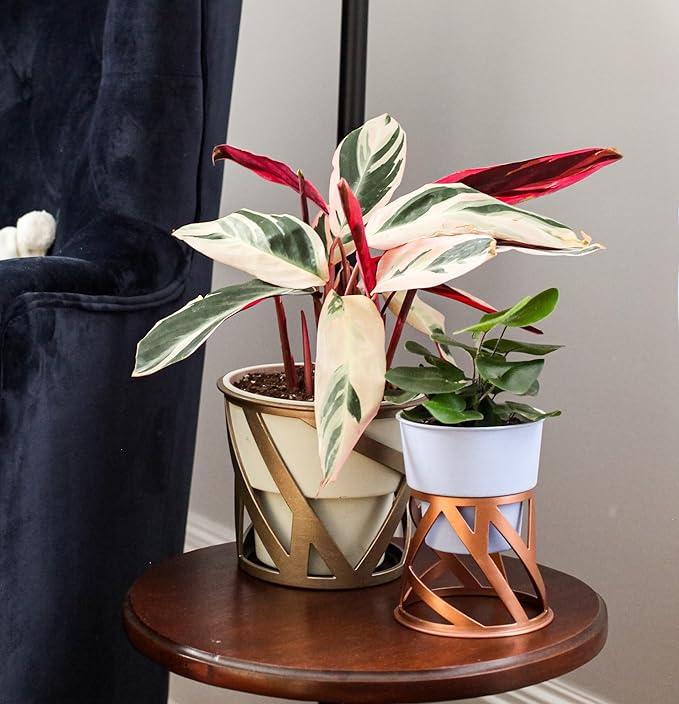 The HC Companies 6 Inch Indoor Plant Pot with Stand – Small Lavender Curio Planter with a Geometric Stand in an Antique Bronze Finish