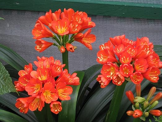 Peter’s 20-20-20. 1/2 Pound. General Purpose Water Soluble Fertilizer with Micro Nutrients.