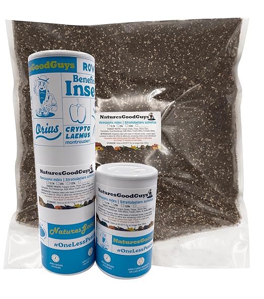 12,500 Live Hypoaspis Miles (Predatory Mites) For Insects - Guaranteed Live Delivery!