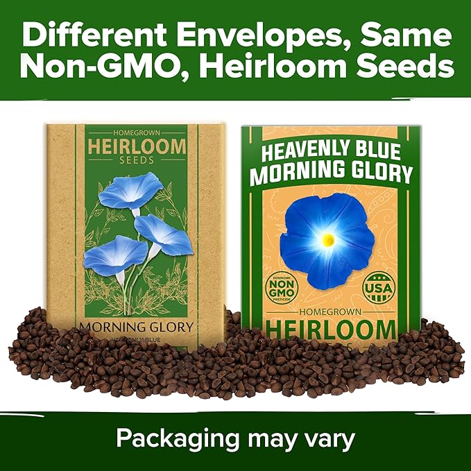 HOME GROWN Morning Glory Seeds,Heavenly Blue (2 Pack) 300 Heirloom Morning Glories Vine Seeds for Planting Ideal for a Flower Garden that Attracts Pollinators and Birds(Ipomoea Tricolor)