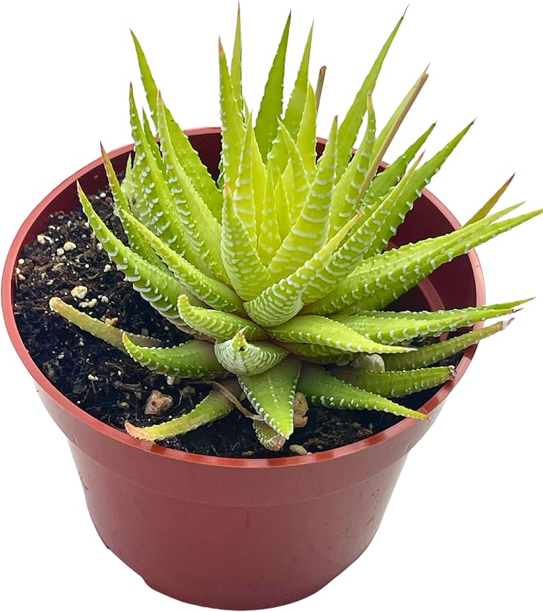 Live Succulent 4" Variegated Haworthia Fasciata, Succulents Plants Live Fully Rooted House Plant for Home Office Decoration, DIY Projects by The Succulent Cult