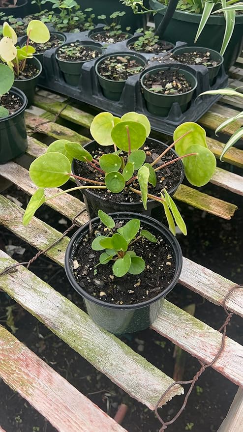 Chinese Money Plant in 5" Pot – (Pilea peperomioides) Live Indoor Houseplant | Easy Care, Low Maintenance, Air Purifying Plants | Feng Shui Good Luck Plants for Home, Office & Gifts