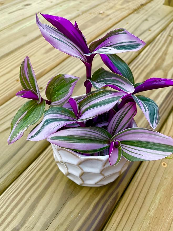 PLANTVERS Tradescantia Nanouk Lilac in a Nursery Pot | Pink Wandering Jew | Easy Care Hardy Indoor Houseplant | Low Light Air Purifier Plant | Office Plant (5 Plants in4 Nursery)
