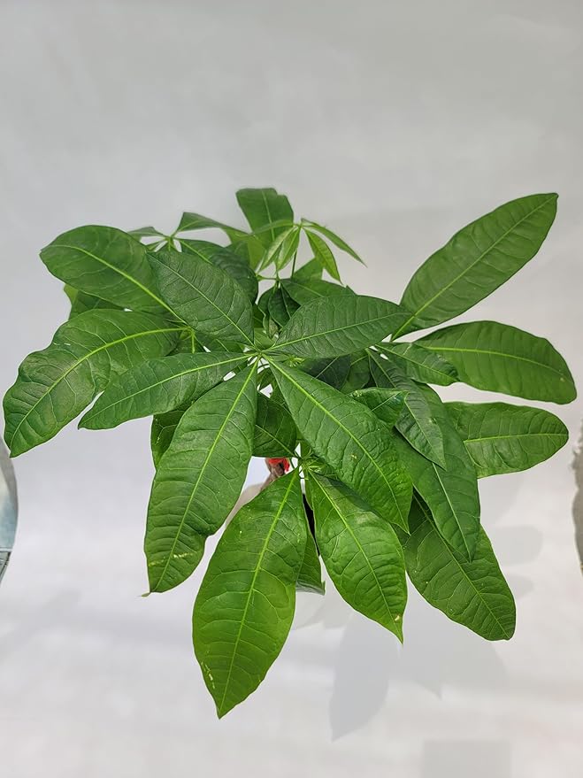 Braided Chinese Money Tree Live Plant - Now Available in Geometric Self-Watering Planter - Pachira Aquatica - Live Bonsai Tree - Air Purifying Plant (Braided Plant in a 4" Nursery Pot)