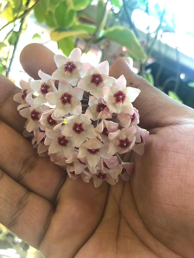 Tricolor Hoya Krimson Queen, Hoya Carnosa Variegata, Live Tricolor Hoya Plant (2' Pot)