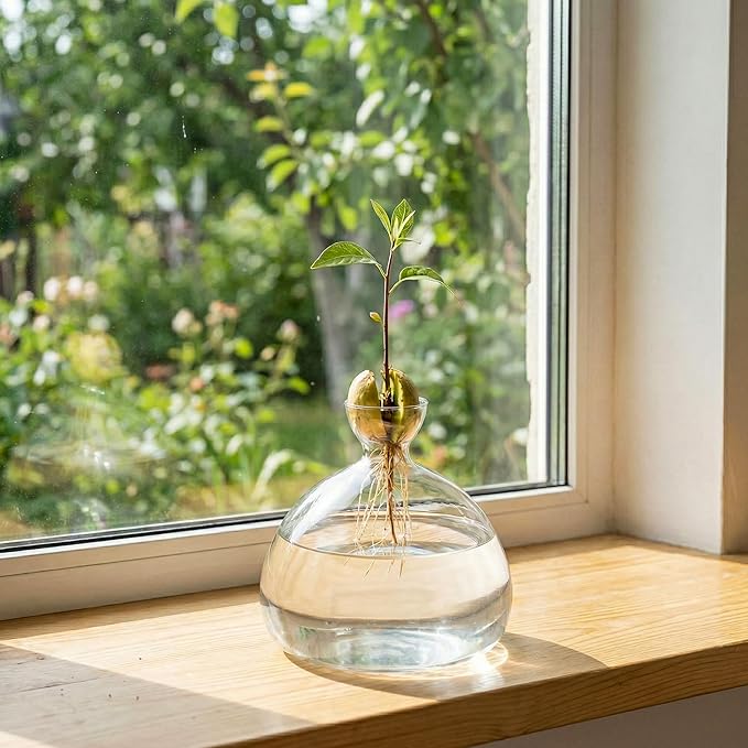 Hiceeden Avocado Seed Starter Vase Planter, Clear Avocado Tree Growing Kit Pot, Medium Avocado Vase Grow Glass Plant Pot Gift for Indoor Outdoor