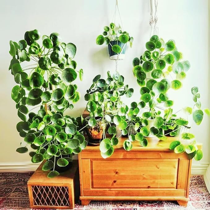 Dr. Lu’s Organic Chinese Money Plant (Pilea Peperomioides) | Rooted Friendship/UFO Plant | Rare House Plants for Good Fortune | Live Plants in 6'' Nursery Pot