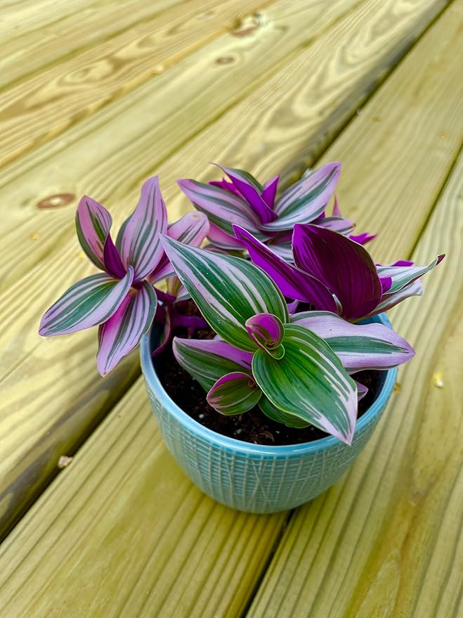 PLANTVERS Tradescantia Nanouk Lilac Plant in a Nursery Pot | Pink Wandering Jew | Easy Care Hardy Indoor Houseplant | Low Light Air Purifier Plant (3 Plants in3 Nursery)