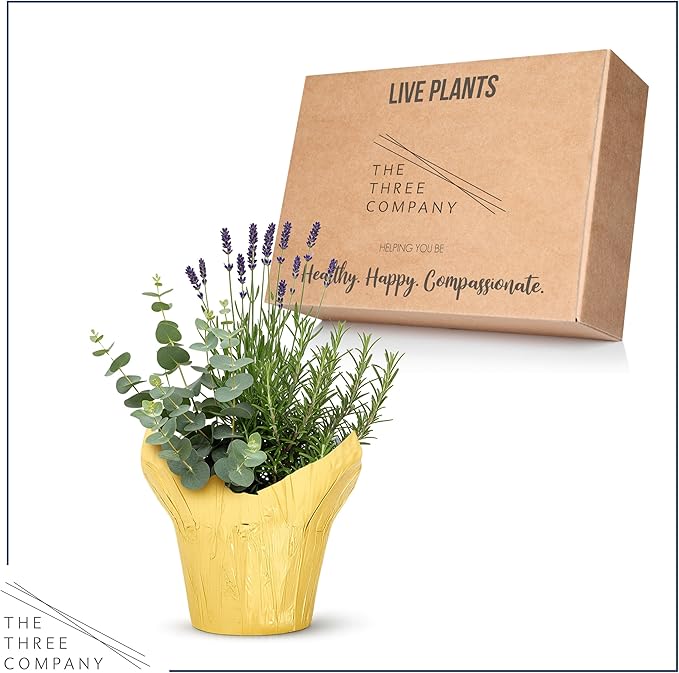 Live Aromatic and Healthy Herb Combo in Deco Cover - Air Purifier, Combo Includes Rosemary, Lavender, and Eucalyptus, 12" Tall by 6" Wide