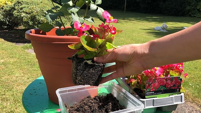 GARDENERA Begonia Plant Potting Soil - Experience Stunning Blossoms and Vibrant Growth with Professional Grade Mix - 10 Quart