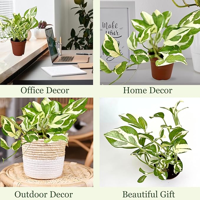Live Pothos Plant Njoy - Easy to Care & Grow Vining Live Indoor Houseplant - Air Purifying Trailing Plant in Pot - Flowers for Home Office Room Decor & Gift (Heat Pack Included)