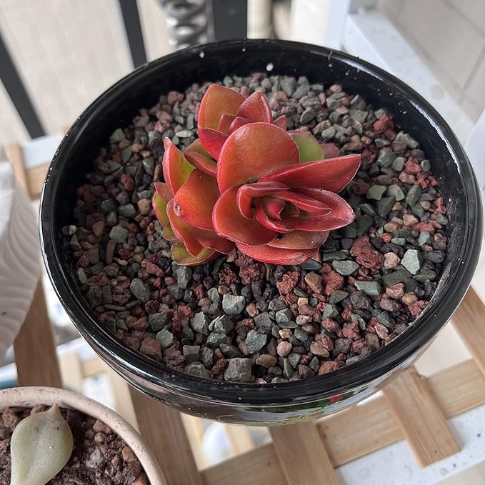 FANTIAN 5 lbs Succulent Cactus Soil Potting Mix,1/4 inch Pumice Pebbles Mix Horticultural Lava Rock for Indoor Plants, Bonsai, Orchid