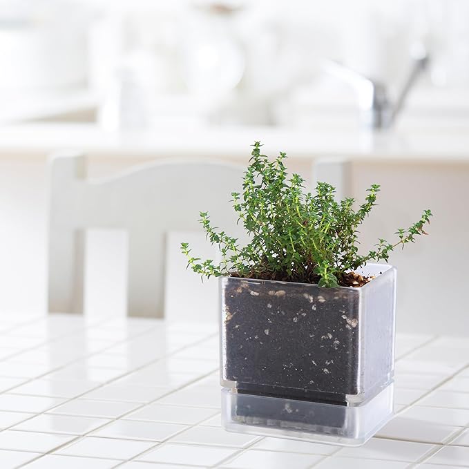 D'vine Dev 4 Inch Herb Planter Pots, Acrylic Planter with Drainage Holes and Saucer, Modern Decorative Gardening Pot for Indoor Plants, Herbs, Succulents, Clear, Set of 3, 76-Y-D-3