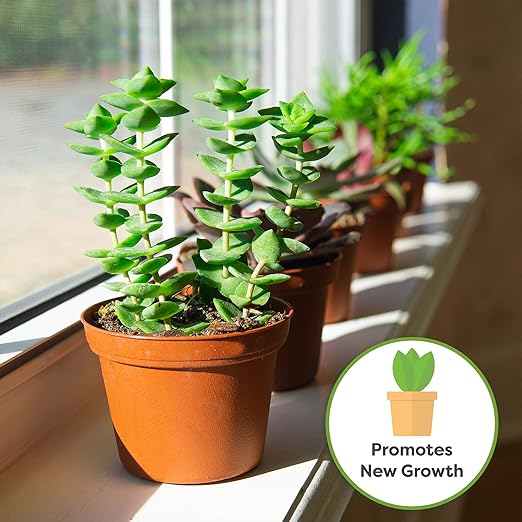 Succulent and Cactus Fertilizer in 5oz. Bag | Long Lasting Gentle Plant Food Formula for All Live Succulents, Cacti, and Other Desert Houseplants (Pack of 2)