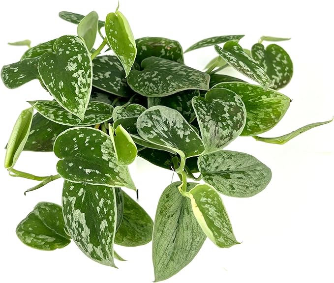 Pothos Silver Splash Air Purifying House Plant, 4" Pot