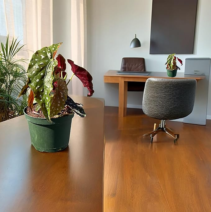 Live Begonia Maculata Plant – Polka Dot Angel Wing Houseplant, Rare Indoor Decorative Foliage, Easy Care Air Purifier for Home or Office (Heat Pack Included)