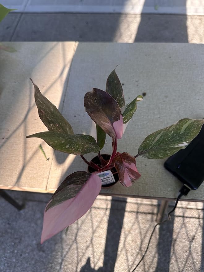 Philodendron Pink Naomi, Live Indoor Tropical Plant, Green Pink Variegated Leaves, 12 Inch, Air Purifying, Low Maintenance, 2 Inch Nursery Pot