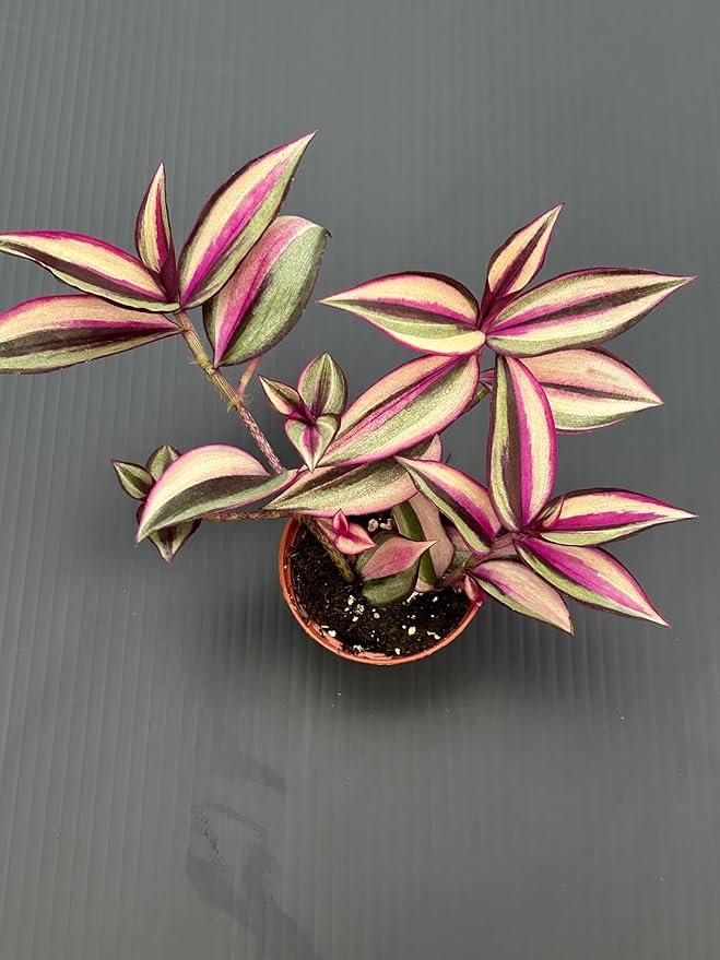 Tradescantia Quad Color Live Plant - Pink, Cream and Green Variegated Leaves, Indoor Houseplant. Live Pink Wandering jew - Easy Care Houseplant, Low Maintenance, Air purifier for home and office decor