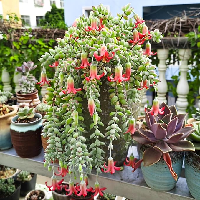 Sprout N Green Cotyledon Pendens, Live Succulent Fully Rooted in 4" Pot with Soil, Trailing Plant for Home Office Wedding Indoor Outdoor Hanging Decor DIY Project Party Favor, Keep Away from Pets