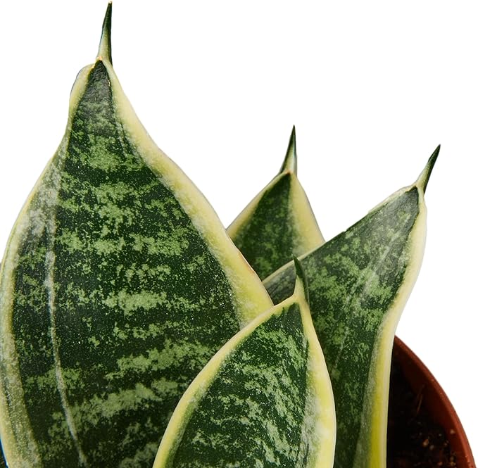 Sansevieria trifasciata ‘Superba’ Live Plant in 4” Pot – Dwarf Snake Plant with Golden Variegated Leaves – Mother in Law Tongue Sansevieria Plant for Home Decor or Gifts