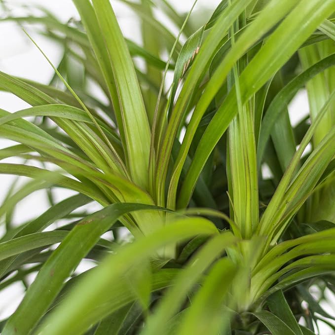 Ponytail Palm Live Plant by United Nursery in 6-in White Decorative Pot, Easy to Maintain Indoor House Plant for Home, Patio, or Office Decor