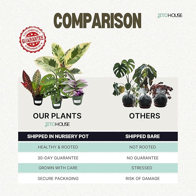 Venus Fly Trap Plant Pet Friendly Non-Toxic 2" Pot Live Carnivorous Plant for Indoor & Outdoor Use | Easy to Grow Bugs Catcher Trap Houseplant for Beginners | Live Plant in 2" Nursery Pot - JitoHouse