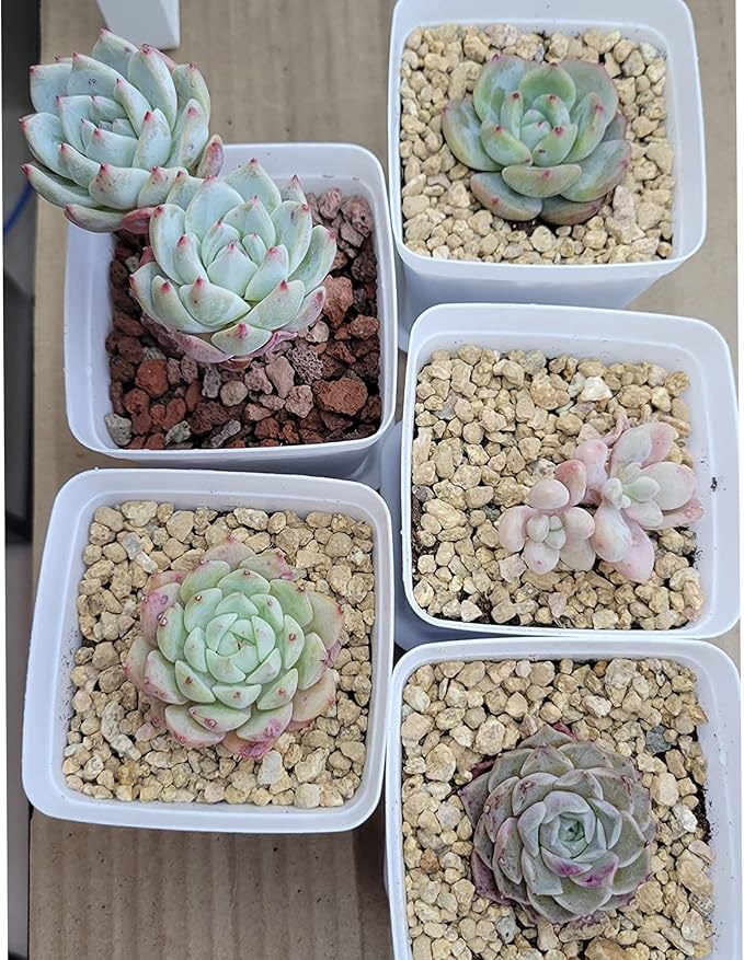 7lb Maifanitum Stones for Succulent Cactus Bonsai Decorative Rocks-Indoor Plants Soil Covers,Horticultural Gravel, Potting Pebbles for Terrarium, Fairy Gardening, Top Dressing