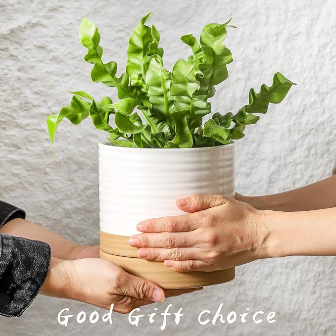 HASENSE Ceramic Plant Pot with Saucer, 6 Inch Planter for Indoor Plants with Drainage Hole, Two-Tone Design White Flower Pot for Succulents, Snake Plants & Cactus, Modern Farmhouse Decor Gift,1 Pcs