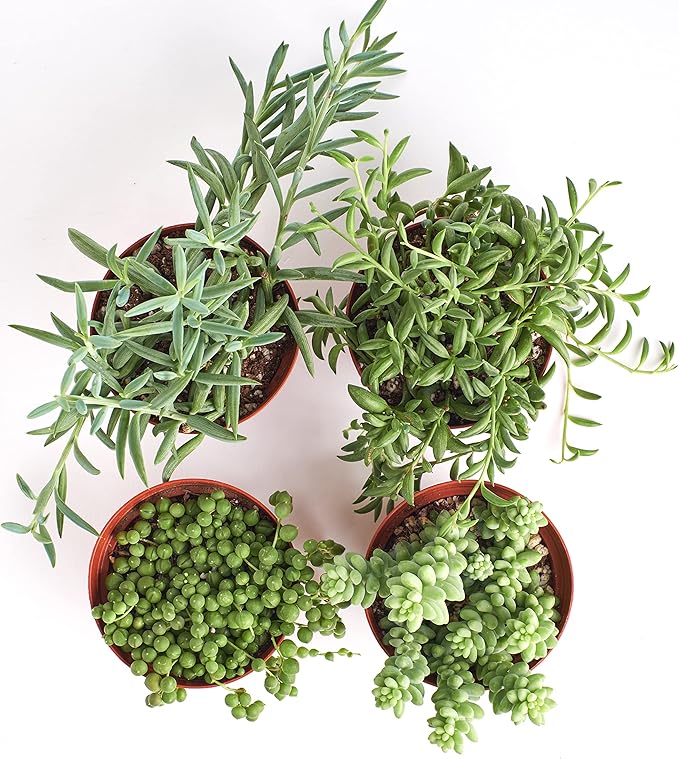 Shop Succulents | Hanging Collection | 4 Pack of Unique Trailing, Fully Rooted Live Indoor/Outdoor House Plants, 4-Inch