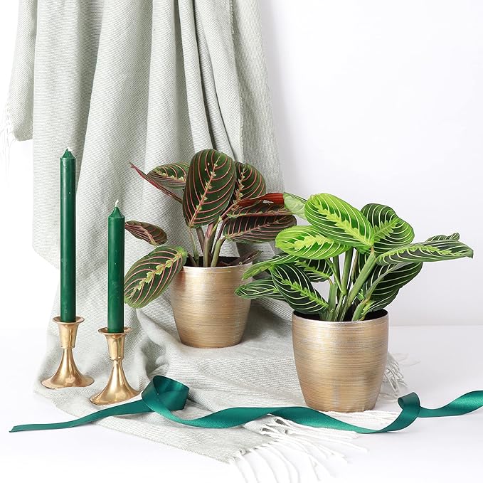 Thorsen's Greenhouse Prayer Plants Set of 2, Maranta leuconeura, Pet Safe Plants, Low Light Plants, Live Indoor Plants, 4" Diameter Plants, Classic Pots (Gold)