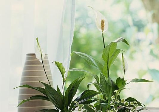 Best Self Watering Solutions for Houseplants