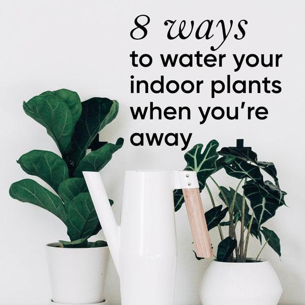 How to Keep Plants Alive While Traveling