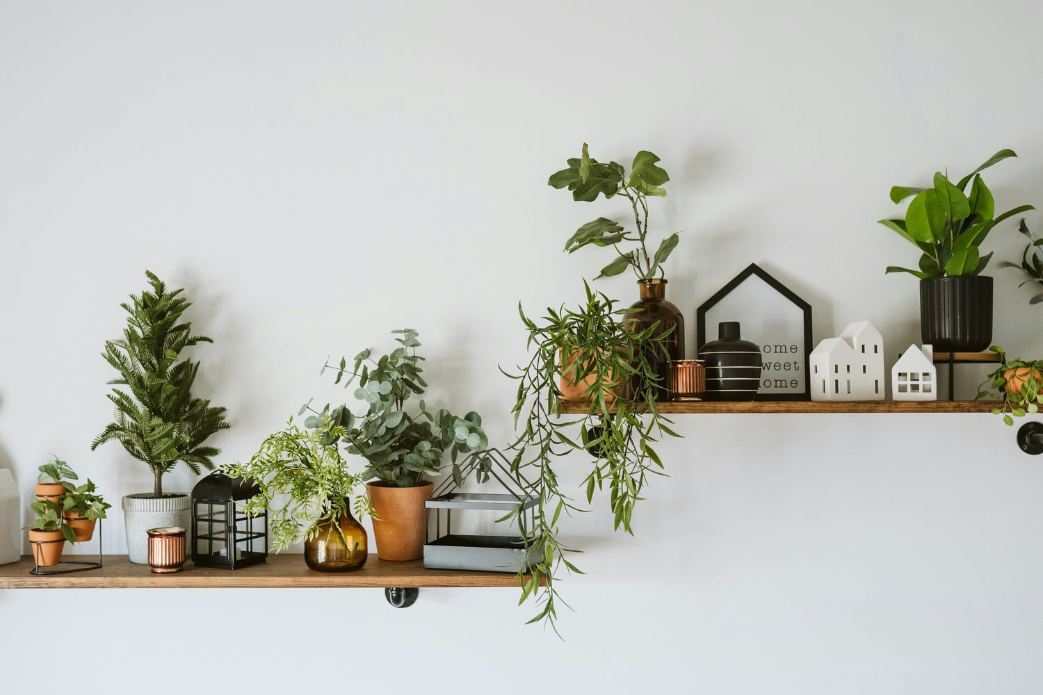 small indoor plants