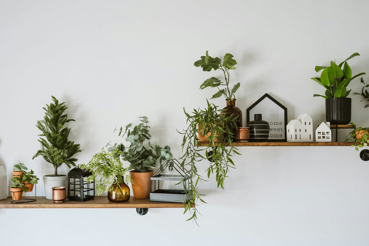 small indoor plants