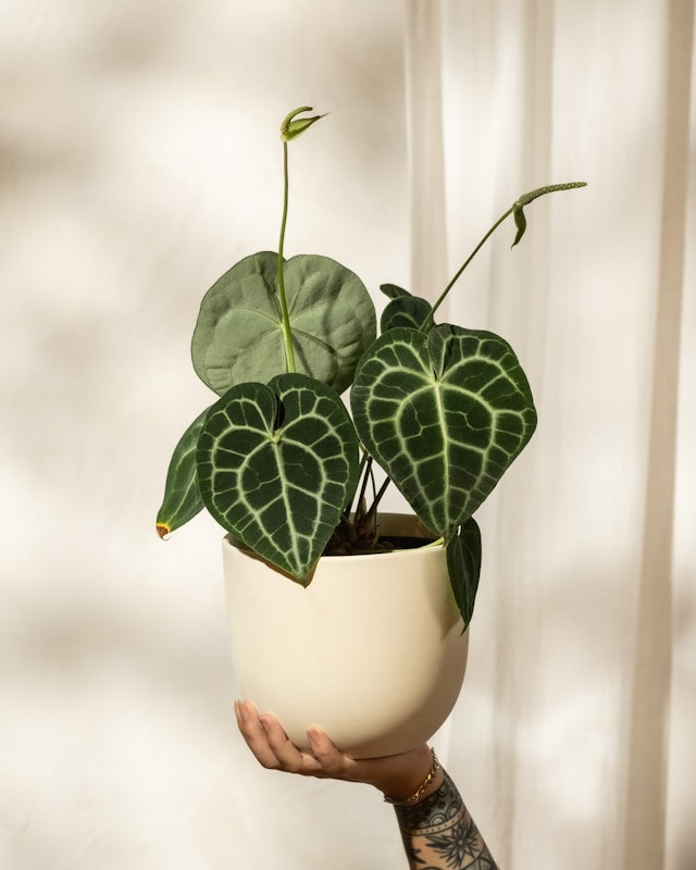 self watering planters
