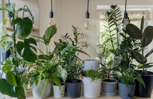 low light indoor plants