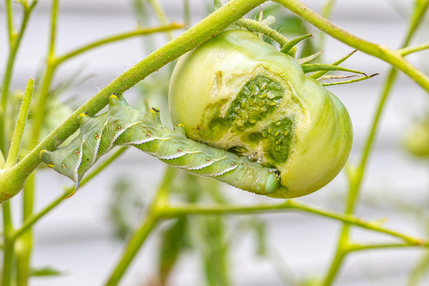 indoor plant pest control