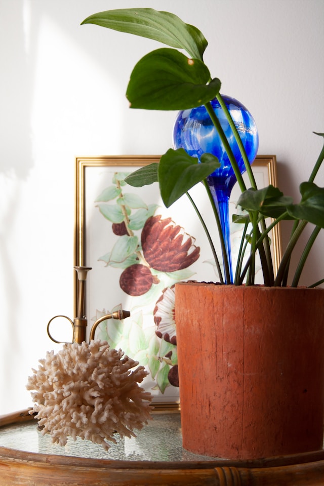 plant watering globes