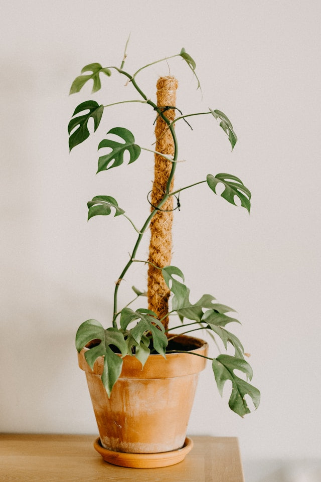 plant support stakes
