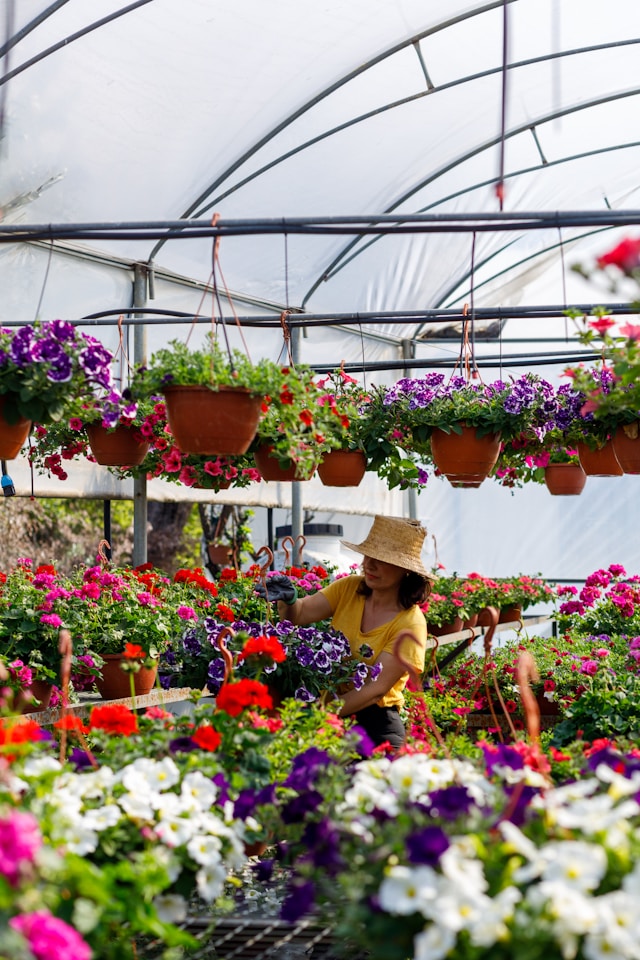 hanging plants