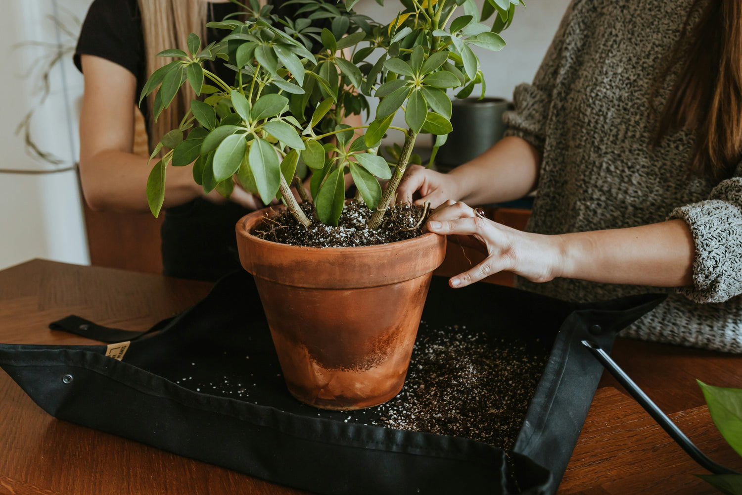 indoor plant soil