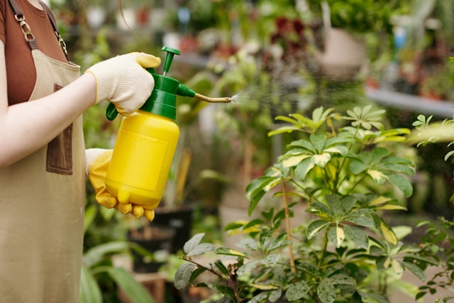 plant spray bottle