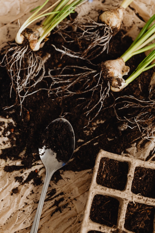 root growth booster