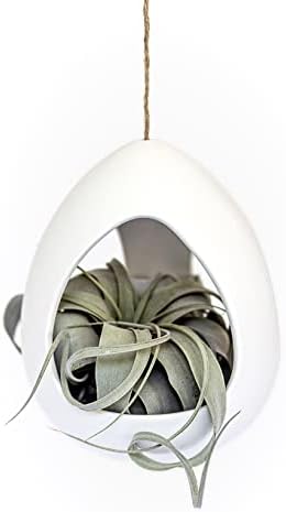 Large White Ceramic Hanging Pod with Two Assorted Air Plants - Live Tillandsia in Plant Holder - Wholesale and Bulk - Home and Garden Decor - Easy Care Indoor and Outdoor Plants South America