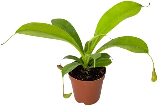 Nepenthes Alata Live Plant in 2" Pot - Carnivorous Live Plants - Easy to Grow Air Purifying Indoor House Plants Flowers for Home Office Wedding Decor & Birthday Gift (Heat Pack Included)